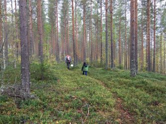 metsä tahko
