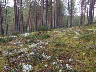 metsä tahko