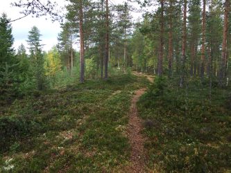 metsä tahko