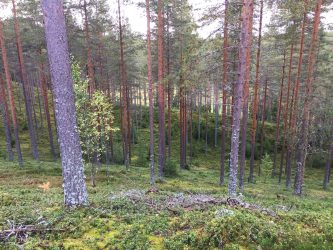 metsä tahko