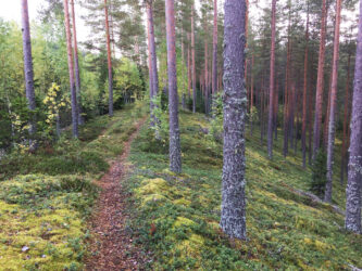 Wanhan koulun harjumaastoa Marjastus Tahko - Aktiviteetit Tahkolla