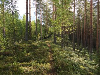 metsä tahko
