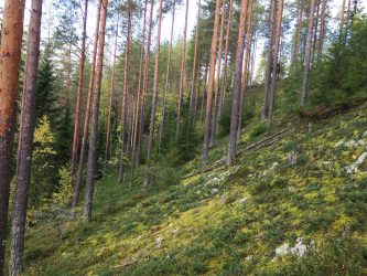 metsä tahko