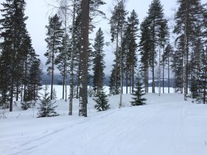Aholansaari tahko