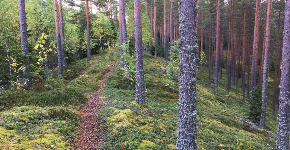 Wanhan koulun harjumaastoa